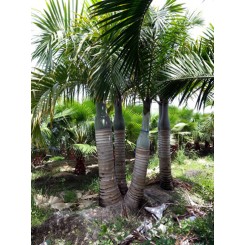 Spindle Palm Triple